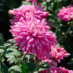 Pink chrysanthemum illuminated by the sun on a dark background