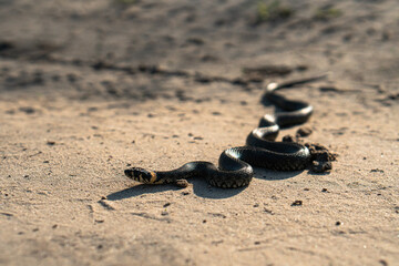 BLACK SNAKE CREWS ON SAND.Natrix natrix