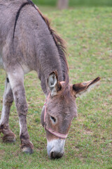 Naklejka na ściany i meble donkey (In german Hausesel) Equus asinus asinus