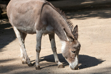 donkey (In german Hausesel) Equus asinus asinus
