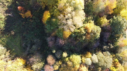Naklejka na ściany i meble Drohnenbild Vogelperspektive Herbstwald in Bayern; bunt gefärbtes Lauf, Baumwipfel