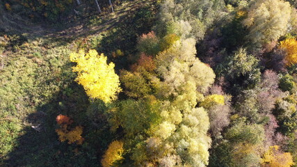 Drohnenbild Vogelperspektive Herbstwald in Bayern; bunt gefärbtes Lauf, Baumwipfel