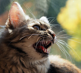 A young Norwegian forest cat is angry.