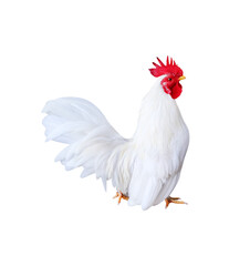 Isolated white bantam walking on background , clipping path