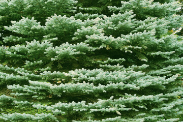 Dense branches of spruce at different heights