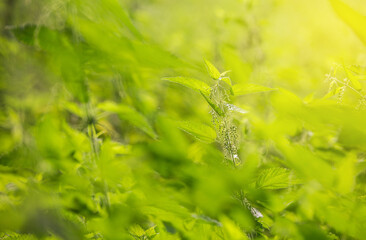 Close up of fresh nettle on the meadow, herbalism concept