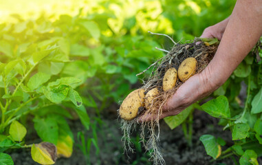 Senior woman harvesting a fresh bio potatoes from her huge garden, gardening concept