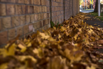 Lots of fallen autumn brown leaves on the sidewalk beside the brick wall. Focus on background. Beautiful fallen maple leaves. Copy space. Ballinteer, Dublin, Ireland