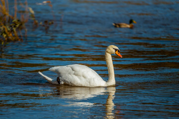 A white swan floats on the water in autumn.