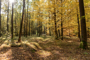 Wonderful autumn in the forest. Autumn trees in the forest