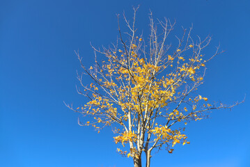 Obraz na płótnie Canvas Beautiful autumn maple tree with yellow leaves against absolutely amazing clear blue sky. Selective focus, bottom view, copy space. Ballinteer, Dublin, Ireland
