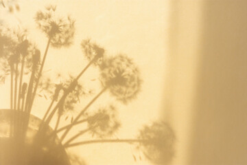Shadow natural background of dandelion flowers on beige paper. Abstract decorative natural composition in pastel shades. Neutral nature concept blurred background with space for text. Shades of earth.