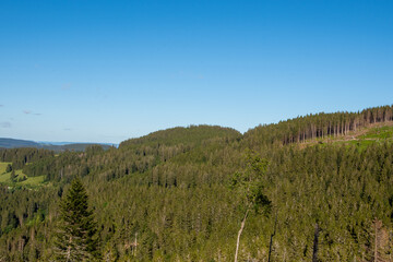 Black Forest on a  summer golden hour
