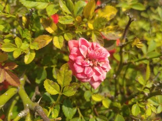 Pink Rose Flower