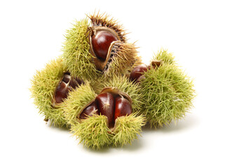 chestnut on a white background