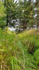 wald mit kleinem bach