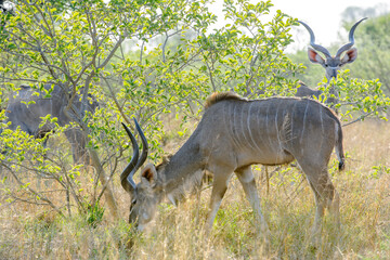 Greater kudu (Tragelaphus strepsiceros) male. Kalahari. Botswana
