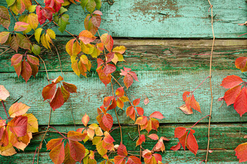 Green wooden background with ivy leaves