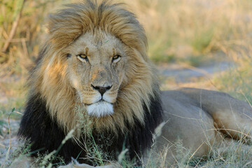 Lion (Panthera leo) male. Kalahari. Botswana