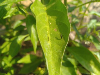 Black Ants on the Green Leaf