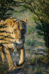 Fototapeta na wymiar Lion (Panthera leo) female (lioness). Kalahari. Botswana