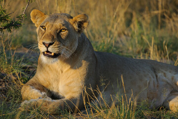 Lion (Panthera leo) female (lioness). Kalahari. Botswana