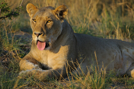 Lion (Panthera leo) female (lioness) yawning. Kalahari. Botswana