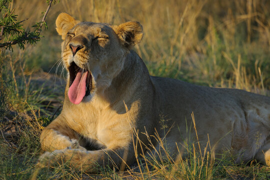 Lion (Panthera leo) female (lioness) yawning. Kalahari. Botswana