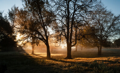 Golden hour in the country with fog and sunrise