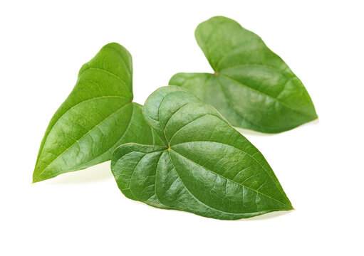 Chinese yam leaf on white background