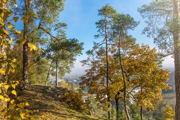 Sunny autumn morning in the forest. Warm autumn. The sun shines through the trees. Forest in the Czech Republic.