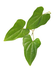 Chinese yam leaf on white background