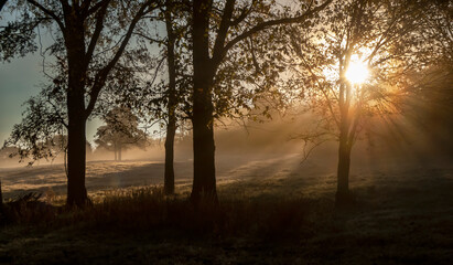 Fototapeta na wymiar Foggy autumn morning with sunbeams in the meadow