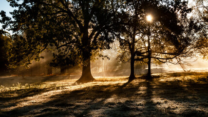 Foggy autumn morning with sunbeams in the meadow