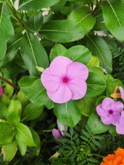 pink flowers in the garden