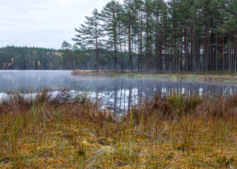 Obraz premium in the background a small bog lake in the early autumn morning, fog on the lake surface, dry grass in the foreground, tree reflections in the water, cloudy sky