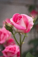 Colorful, beautiful, delicate rose with drops in the garden