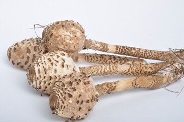 parasol mushroom on a white background