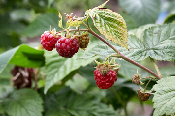 Branch of ripe raspberries in a garden