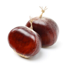 chestnut on a white background