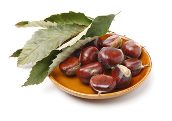 chestnut on a white background