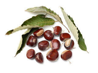 chestnut on a white background
