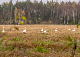 Obraz na płótnie Canvas view of cultivated field and white swan herd through the branches of trees and shrubs, autumn