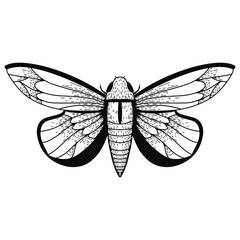 Vector realistic butterfly. Eps 10  illustration can be used for party invitation, design template, greeting card, patterns fill, posters,logo, tattoo, branding. Design element for your project.