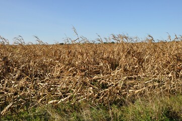Cornfields lying down by the storm