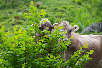 Two beauty cows hides in the trees, looking at the camera in the austrian alps