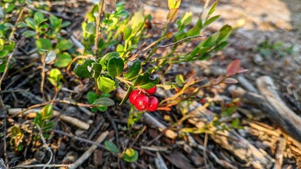 berries in the forest