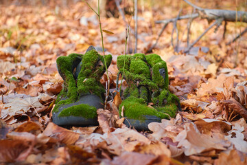 old boots covered in moss in the autumn forest