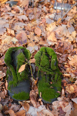 old boots covered in moss in the autumn forest