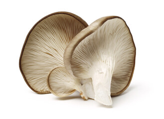 oyster mushroom on white background